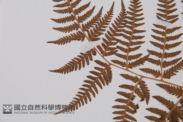 日本蹄蓋蕨藏品圖，第6張