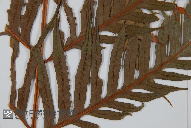 臺灣狗脊蕨藏品圖，第5張