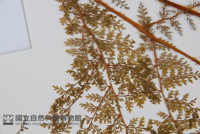 台灣小膜蓋蕨藏品圖，第3張