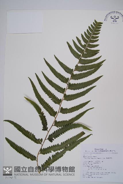 邊緣鱗蓋蕨藏品圖，第6張