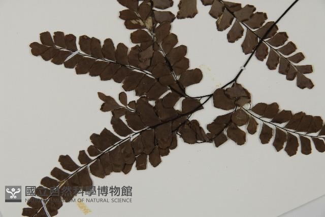 扇葉鐵線蕨藏品圖，第5張