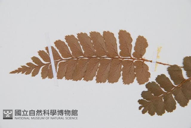 斜方複葉耳蕨藏品圖，第5張