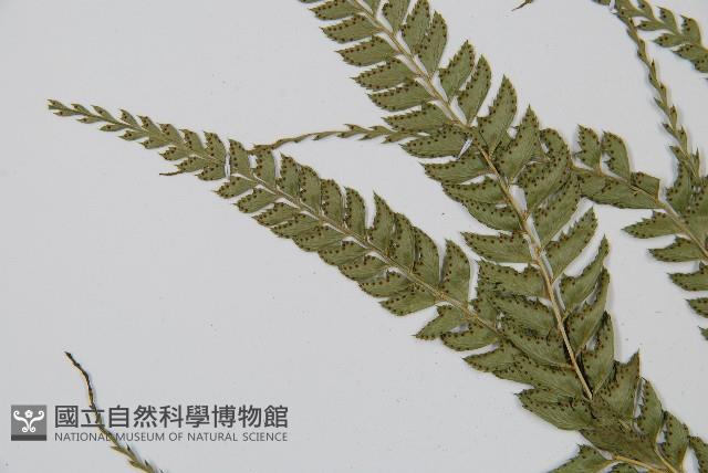 斜方複葉耳蕨藏品圖，第5張