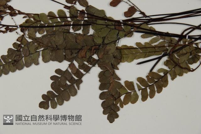 扇葉鐵線蕨藏品圖，第5張