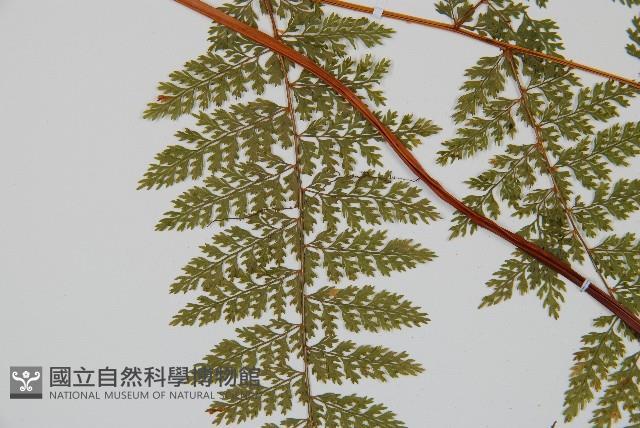 台灣小膜蓋蕨藏品圖，第5張