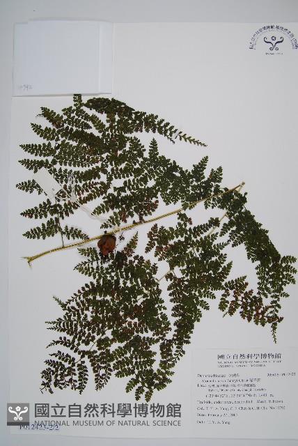 稀子蕨藏品圖，第6張