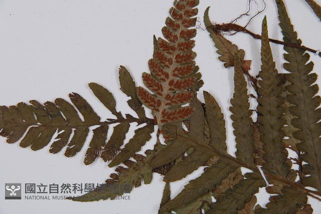 Accession Number:P005003 Collection Image, Figure 6, Total 5 Figures