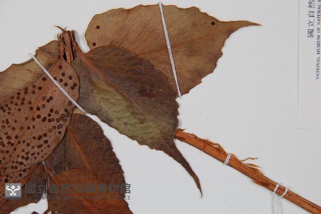 全緣貫眾蕨藏品圖，第5張