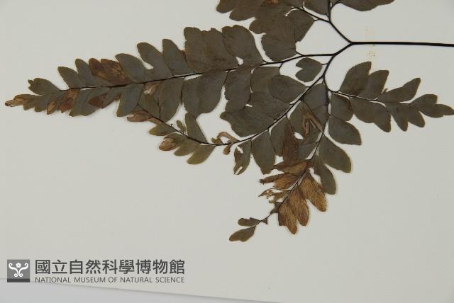 扇葉鐵線蕨藏品圖，第5張