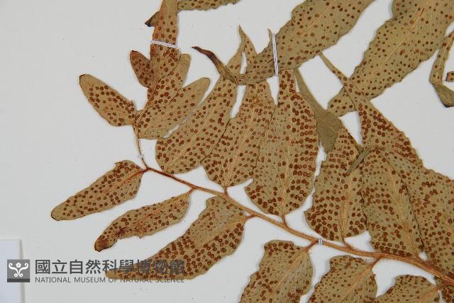 全緣貫眾蕨藏品圖，第5張