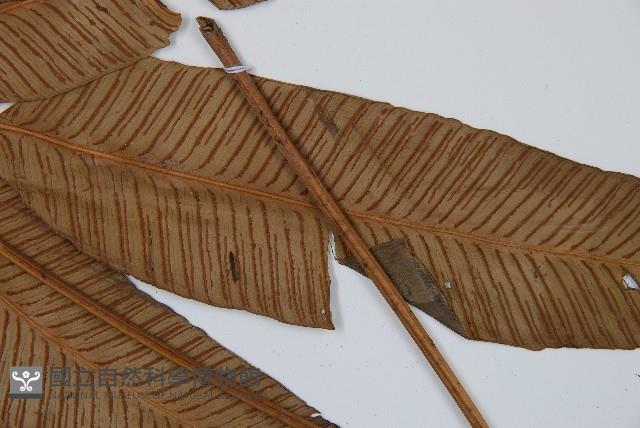 細柄雙蓋蕨藏品圖，第6張