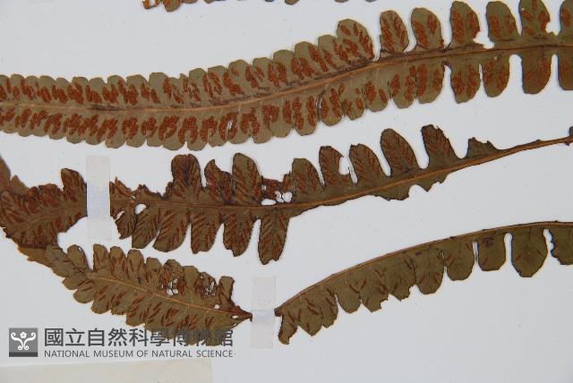 裂葉雙蓋蕨藏品圖，第6張