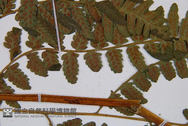 登錄號:P006313藏品圖，第5張