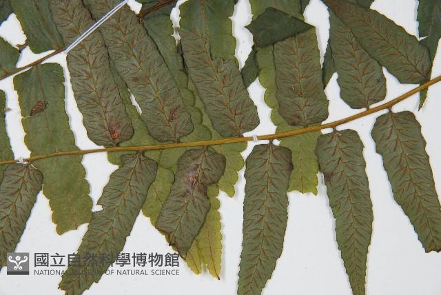 廣葉鋸齒雙蓋蕨藏品圖，第5張