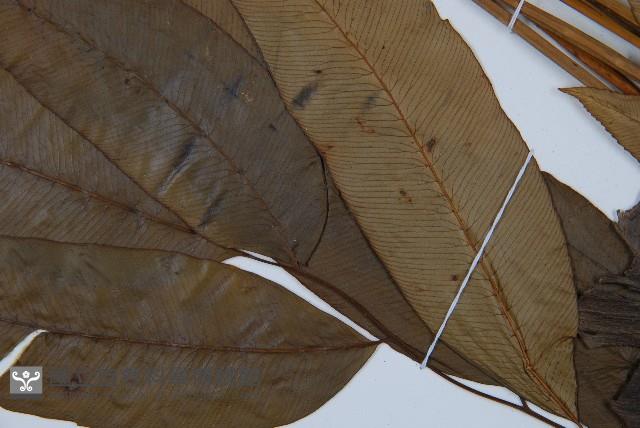 細柄雙蓋蕨藏品圖，第6張