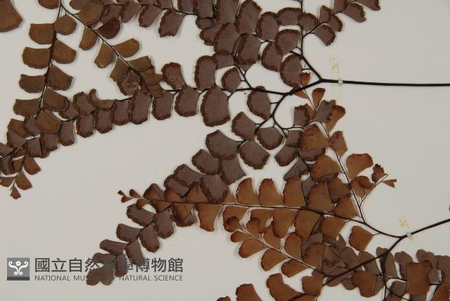 扇葉鐵線蕨藏品圖，第5張