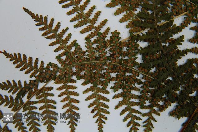 毛冷蕨藏品圖，第6張