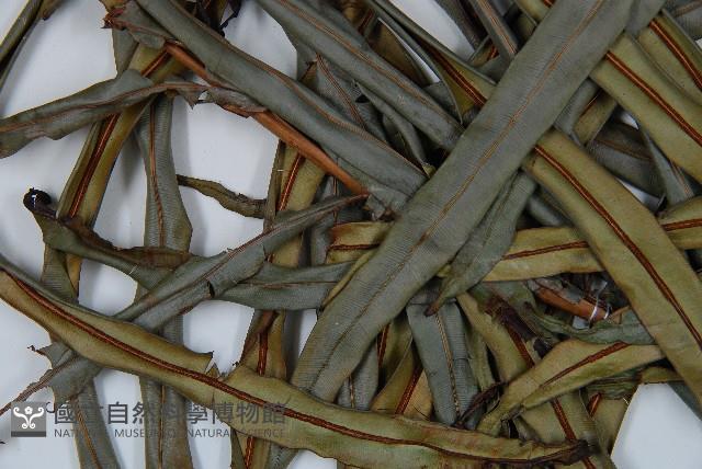 烏毛蕨藏品圖，第5張