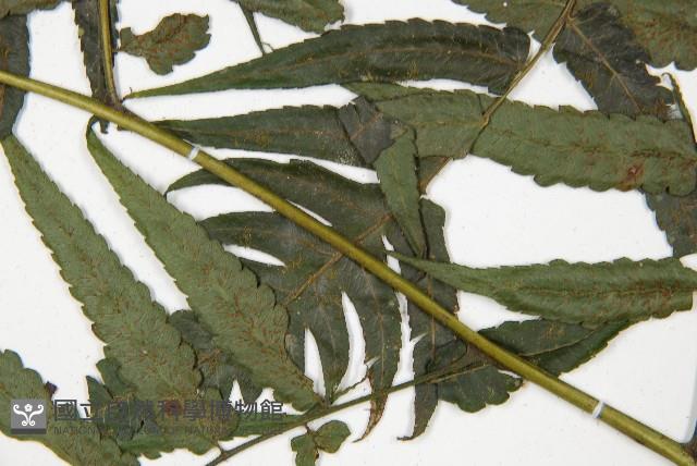 廣葉鋸齒雙蓋蕨藏品圖，第5張