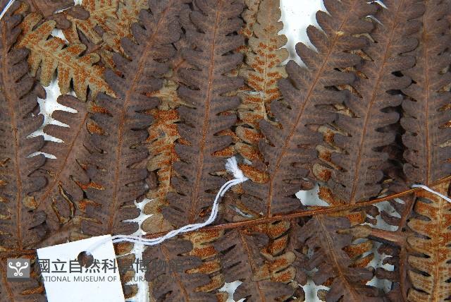 大桫欏藏品圖，第9張