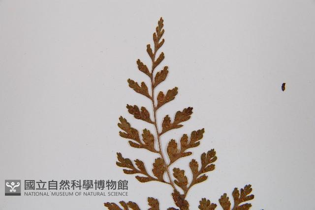 寬葉冷蕨藏品圖，第6張