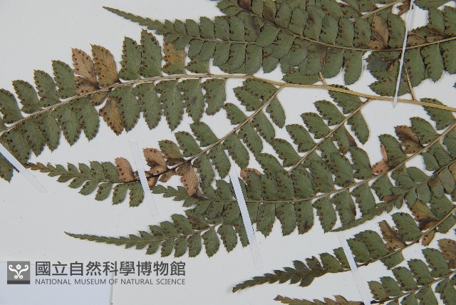 斜方複葉耳蕨藏品圖，第3張