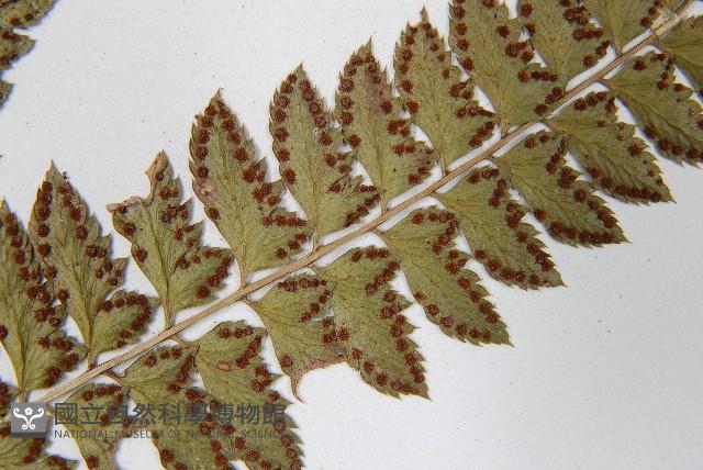 斜方複葉耳蕨藏品圖，第5張