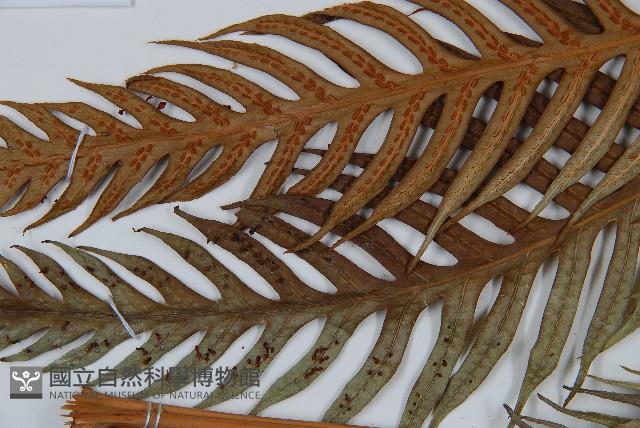 臺灣狗脊蕨藏品圖，第5張