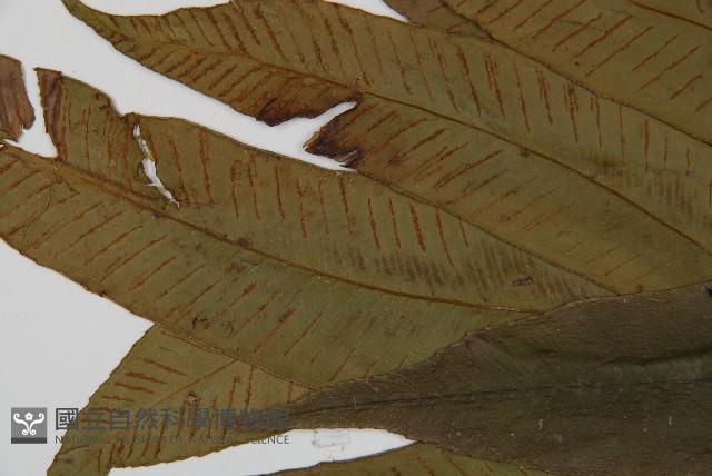 隱脈細柄雙蓋蕨藏品圖，第6張