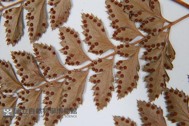 斜方複葉耳蕨藏品圖，第5張