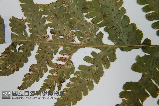 東亞假鱗毛蕨藏品圖，第6張
