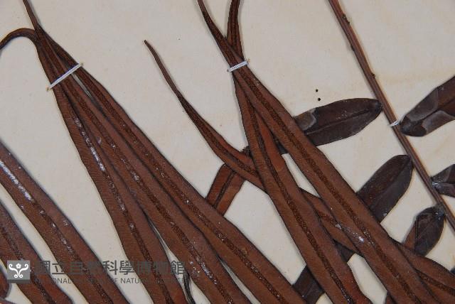 烏毛蕨藏品圖，第5張