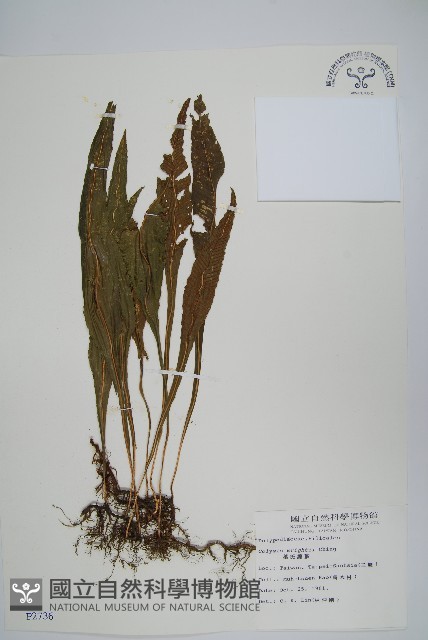 蓬萊蹄蓋蕨藏品圖，第6張