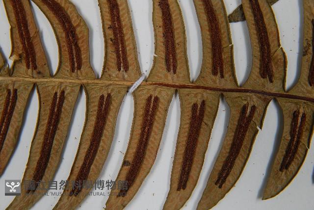 雉尾烏毛蕨藏品圖，第6張