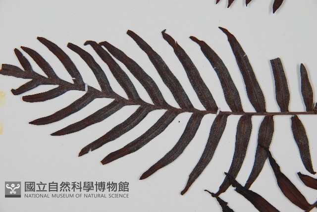 烏毛蕨藏品圖，第5張