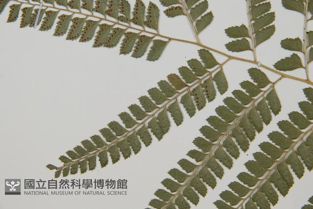 斜方複葉耳蕨藏品圖，第5張
