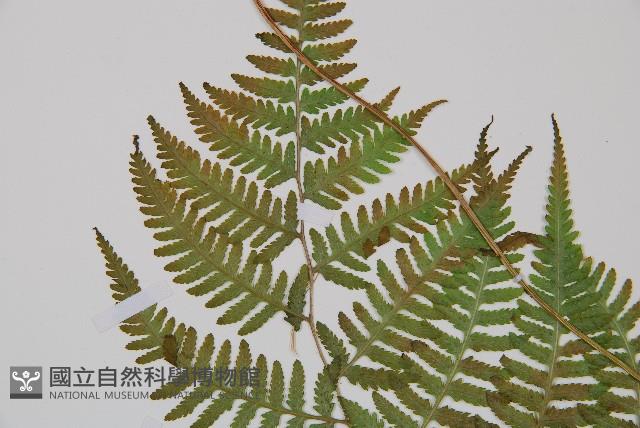 日本蹄蓋蕨藏品圖，第6張