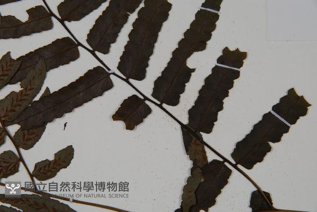 廣葉鋸齒雙蓋蕨藏品圖，第5張