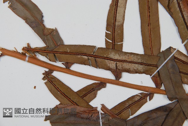 烏毛蕨藏品圖，第5張
