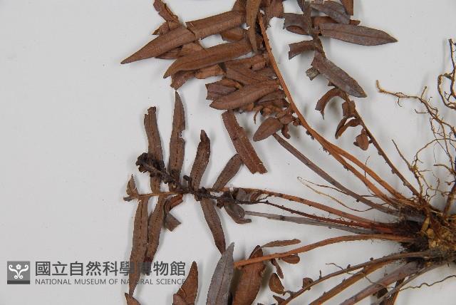 烏毛蕨藏品圖，第5張