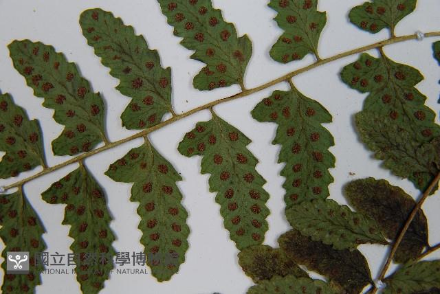 紅苞蹄蓋蕨藏品圖，第6張