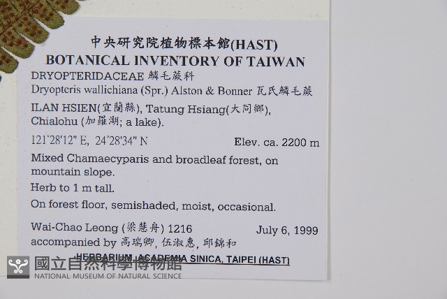 瓦氏鱗毛蕨藏品圖，第6張