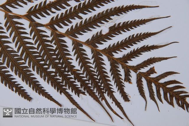 臺灣金狗毛蕨藏品圖，第5張