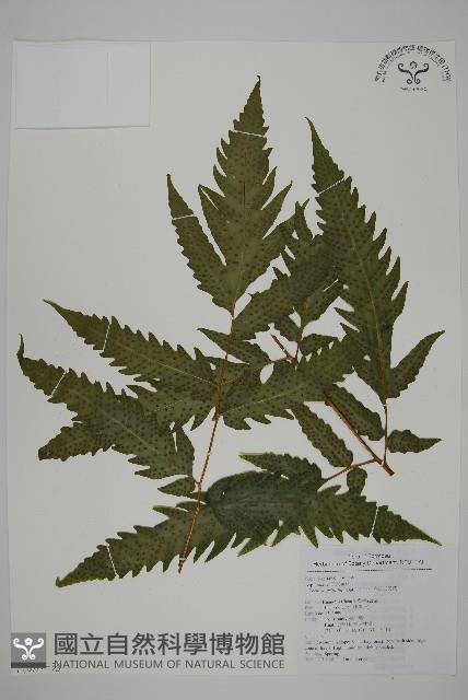 葛氏三叉蕨藏品圖，第6張