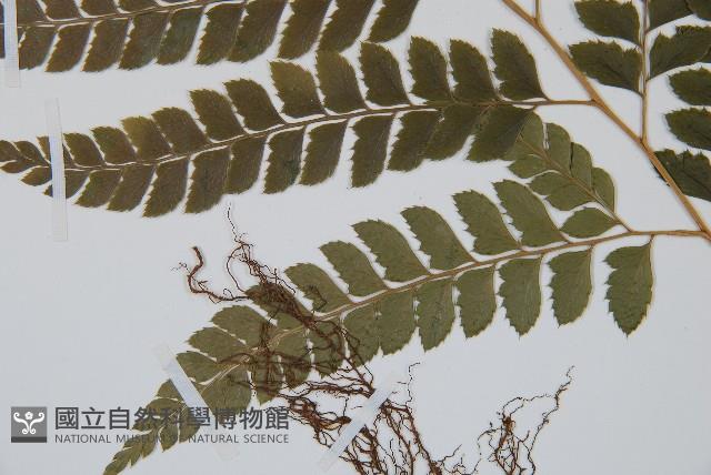 斜方複葉耳蕨藏品圖，第5張