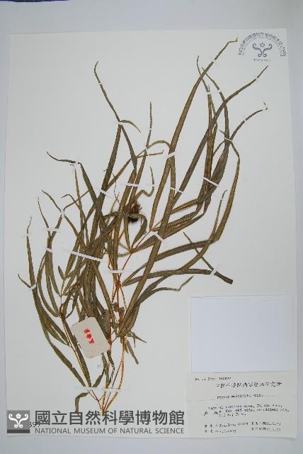 鳳尾蕨藏品圖，第6張