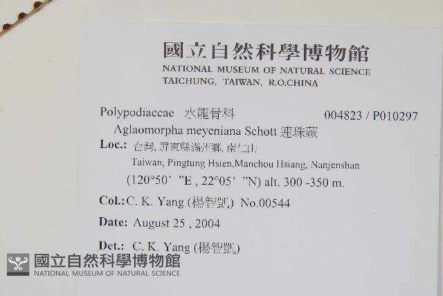 連珠蕨藏品圖，第6張