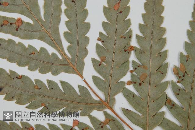 臺灣狗脊蕨藏品圖，第5張