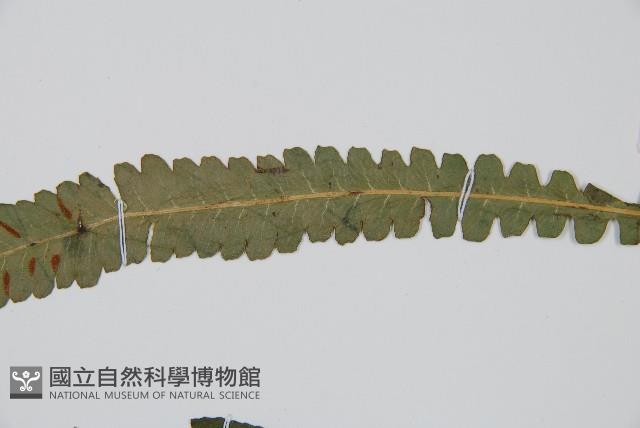 裂葉雙蓋蕨藏品圖，第6張