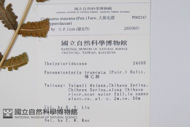 大葉毛蕨藏品圖，第6張